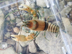 Cambarus rusticiformis