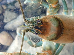 Cambarus rusticiformis