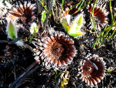 Protea scolopendriifolia