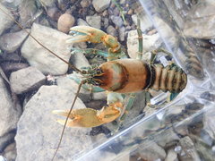 Cambarus rusticiformis