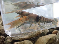 Cambarus rusticiformis