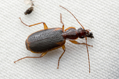 Cymindis limbata