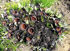 Protea scolopendriifolia