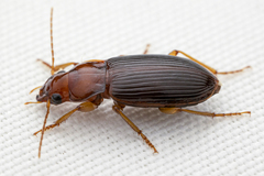 Trichotichnus vulpeculus