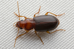 Trichotichnus vulpeculus