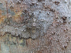 Phaeacius malayensis