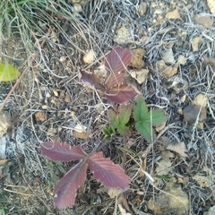 Fragaria viridis
