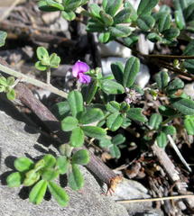 Indigofera sp9