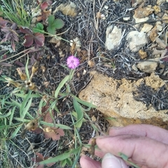 Dianthus chinensis