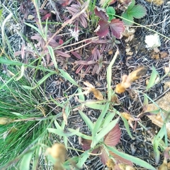 Dianthus chinensis