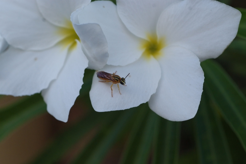 Palaeorhiza flavomellea