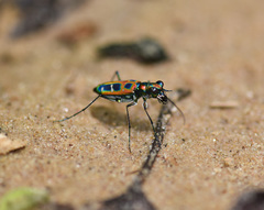 Cosmodela barmanica