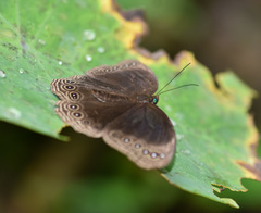 Ethope himachala