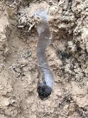 Hebestatis theveneti