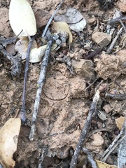 Hebestatis theveneti