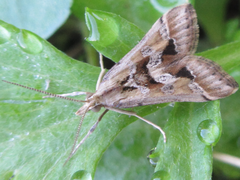 Diasemia accalis
