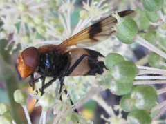 Volucella tabanoides