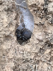 Hebestatis theveneti