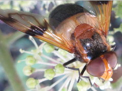 Volucella tabanoides
