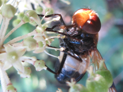 Volucella tabanoides