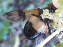 Volucella tabanoides