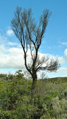 Lachnostylis bilocularis