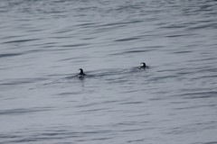 Synthliboramphus hypoleucus