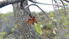 Lachnostylis bilocularis