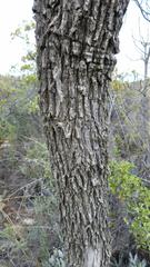 Lachnostylis bilocularis