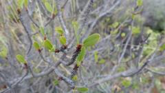 Lachnostylis bilocularis