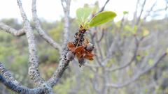 Lachnostylis bilocularis
