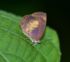 Arhopala perimuta
