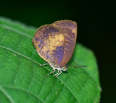 Arhopala perimuta