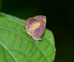 Arhopala perimuta