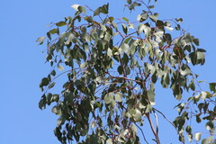 Eucalyptus populnea