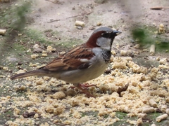 Passer domesticus
