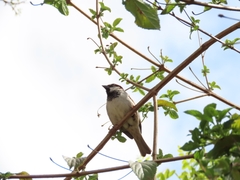 Passer domesticus