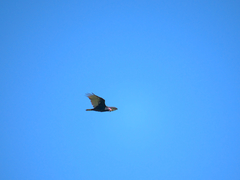 Cathartes aura image