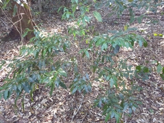 Cryptocarya meisneriana