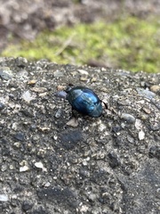Saprinus splendens