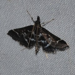 Diasemiodes janassialis