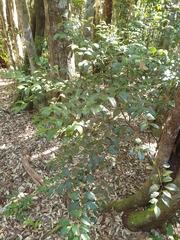 Cryptocarya dorrigoensis