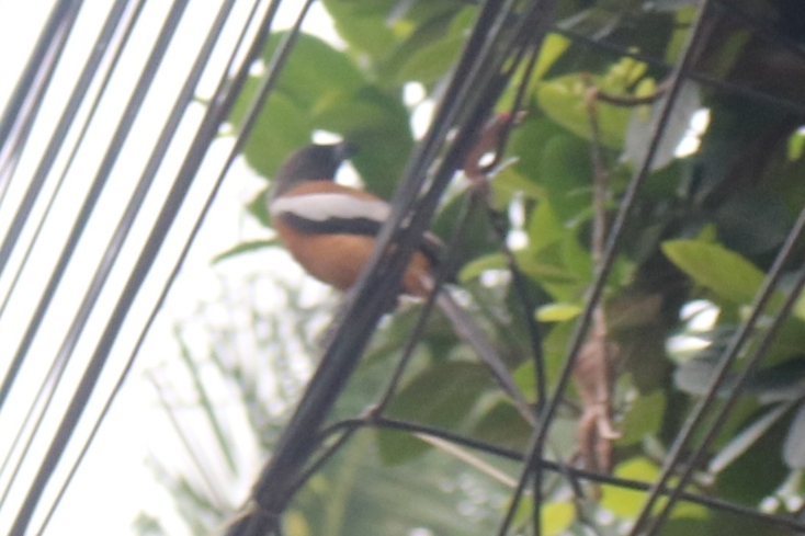Rufous Treepie