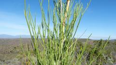 Anginon swellendamense