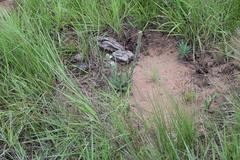 Zaluzianskya pilosa