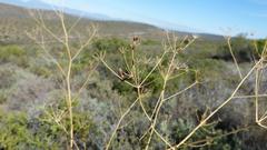 Anginon swellendamense