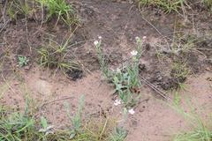 Zaluzianskya pilosa