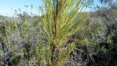 Anginon swellendamense