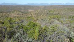 Anginon swellendamense