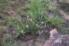 Zaluzianskya pilosa